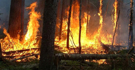 Feux de forêt et incendies durant la saison estivale: Un phénomène qui s’annonce déjà très chaud