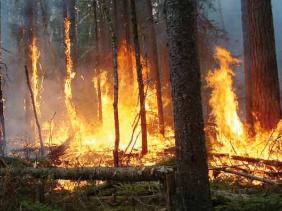 Feux de forêts: Plus de 2.200 ha touchés par les incendies depuis juin