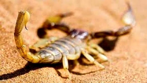 Ghardaïa: plus de 800 victimes du scorpion dont un décès depuis janvier