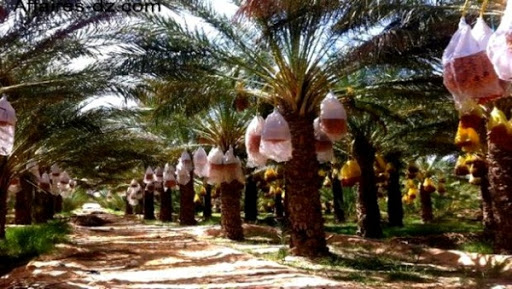 La filière phoénicicole à Khenchela, un acquis menacé par la maladie de boufaroua