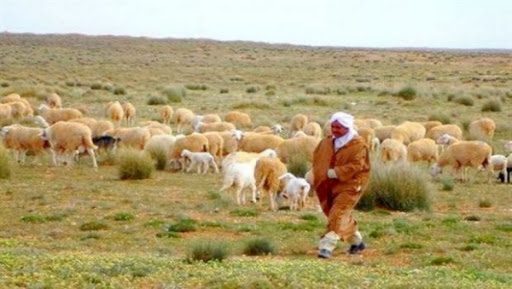 La mise en défens à El Bayadh: une alternative pour augmenter les revenus des collectivités steppiques