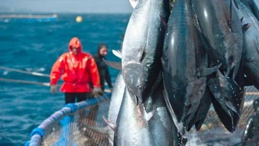 L’Algérie a pêché la totalité de son quota annuel de thon rouge