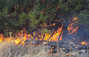 Le cauchemar continue à Tizi Ouzou: Plus de 40 départs de feu en deux jours