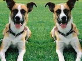 Le clonage de chiens en mode industriel.