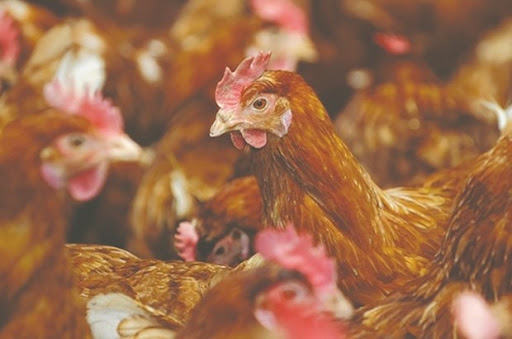 L’enquête du ministère de l’Agriculture confirme la maladie: Des milliers de poules décimées par le virus Newcastle à Bouira