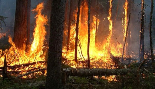 L’incendie déclaré récemment au parc national de Gouraya, moins grave que ce qui était supposé
