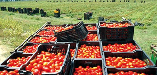 Livraison de la tomate industrielle À GUELMA: Quand les files d’attente durent plusieurs jours