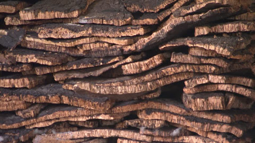 L’unité « Béjaïa-liège » consolide ses performances