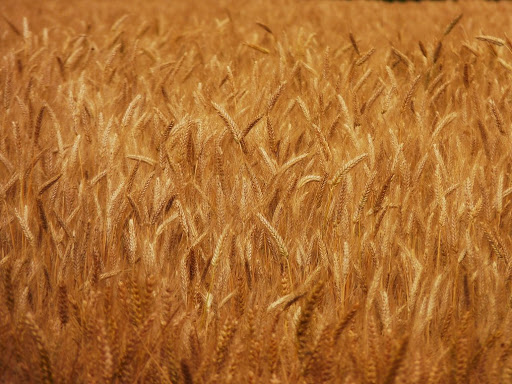 M’sila : saisie de 1.600 quintaux de blé détournés