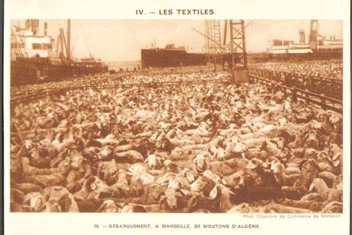 Préserver une race ovine en voie d’extinction: Actions de sensibilisation de l’association des éleveurs en perspective de l’Aïd el-Adha