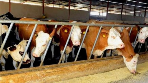 Sellal inaugure une laiterie et met en service le périmètre agricole d’Ouled Hamla