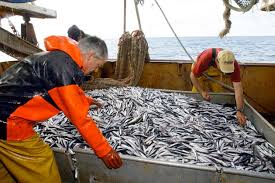 Tiaret : saisie de 140 kilos de poissons avariés