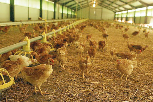 Un virus non identifié” y fait des ravages À Batna: L’avenir de l’aviculture menacé à Aïn Touta