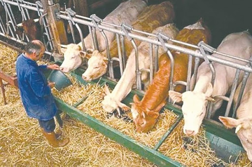 Une banque spécialement dédiée à ce financement en voie de création: Des microcrédits pour les agriculteurs et les éleveurs