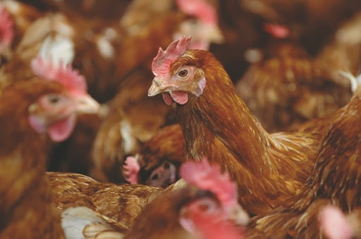 Une bronchite infectieuse en est à l’origine, selon la DSA: La filière avicole décimée à Bouira