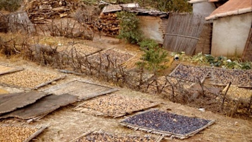 Validation du label IG pour la figue sèche de Béni Maouche et Deglet Nour de Tolga