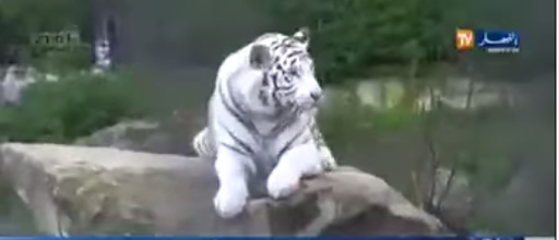 VIDÉO. Un enfant attaqué par un tigre au zoo de Ben Aknoun à Alger