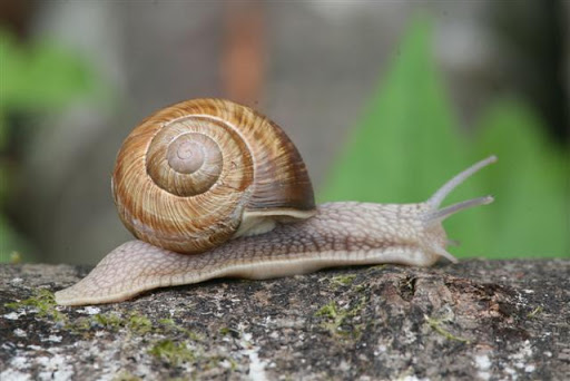 2 quintaux d’escargot destinés à la contrebande récupérés à El Taref