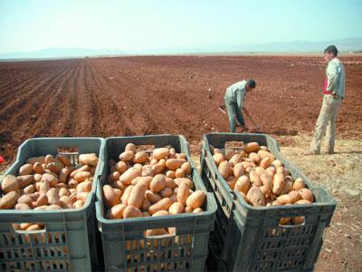 25 millions de quintaux de pomme de terre produits en 2009