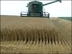 61 millions de quintaux de céréales produits en 2009