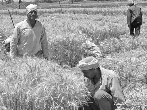 7 millions de quintaux de céréales récoltés