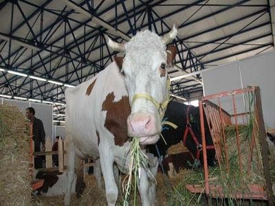9ème édition du Salon international de production et de santé animales à Alger