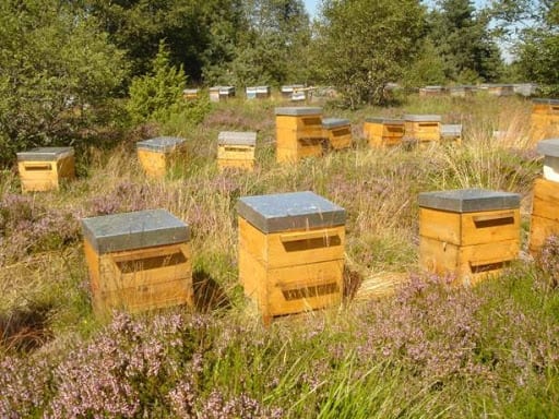 AIN TEMOUCHENT : Ruches d’abeilles distribuées à 27 apiculteurs de Oulhaca
