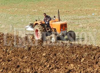Agriculture : Hausse de la production céréalière à El Oued