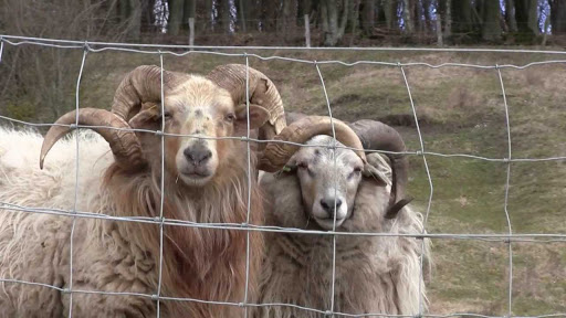 Aïd El-Adha: 27 points de vente de cheptel à Aïn-Témouchent