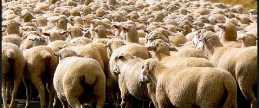 Aid El Adha : Des moutons moins chers ?