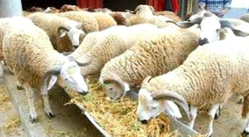 Aid El Adha: L’Etat vendra le mouton à partir de 36 000 DA!