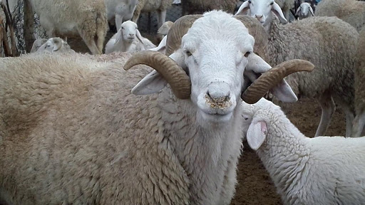 Aïd El Adha: Pour la collecte de 1.000 moutons