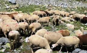 Aid El Adha: Une centaine de sites pour la vente du cheptel