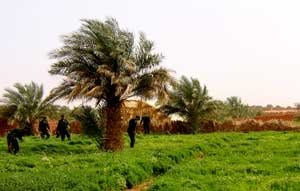 Algérie : 150 000 plants d’opium à Timimoun