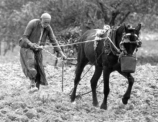 Algérie Agriculture : Toujours pas d’effacement de dettes