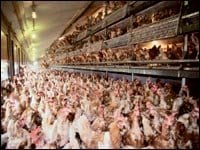 Algérie : l&rsquo;aviculture en baisse de 40%