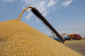 Algérie:Baisse de la production céréalière en 2016