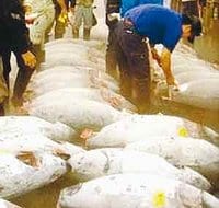 Annaba : 400 tonnes de thon interceptées sur un navire turc