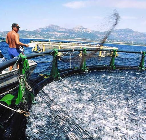 Aquaculture : 20 fermes aquacoles entrent en production