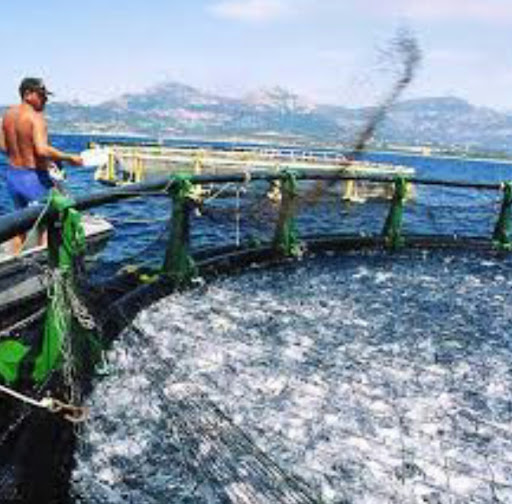 Aquaculture : Ensemencement d’alevins