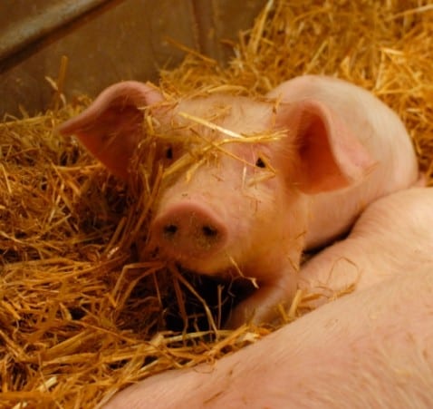 Arabie Saoudite : Premier cas de grippe porcine confirmé