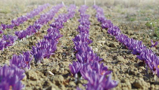 Batna: la culture du safran contribue au développement de la région d’Inoughissen
