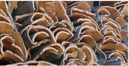 Campagne de déliégeage à El Tarf : 8 500 quintaux de liège récoltés