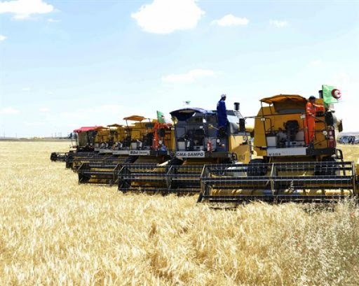 Campagne moisson-battage : la production des diverses céréales a doublé à Souk-Ahras