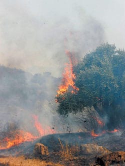 Canicule : 23 incendies à Tizi Ouzou