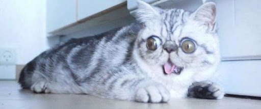 Ce chat est le nouveau Grumpy Cat