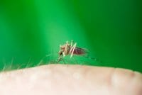 Comment soigner les piqûres d’insectes