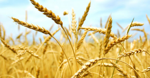 Des enseignants chercheurs de l’Ecole d’Agronomie d’El-Harrach lancent un appel au Premier Ministre Sécurité alimentaire : les dangers qui guettent l’Algérie