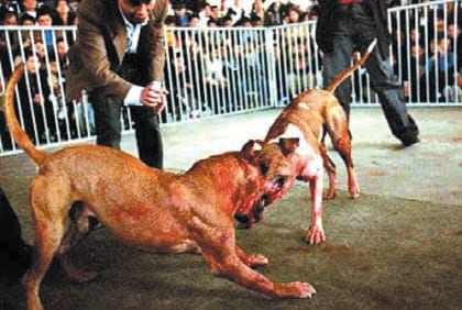 Des voyous avec chiens sévissent à Alger