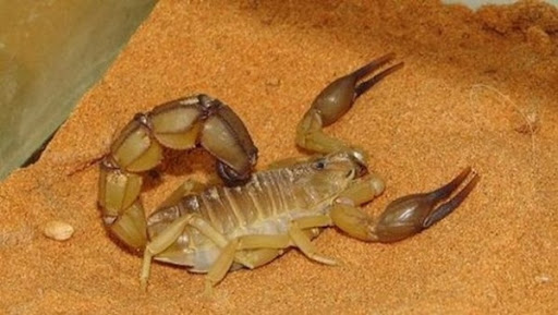 El-Bayadh: un décès et plus de 600 victimes de piqûres de scorpion durant le 1er semestre 2016